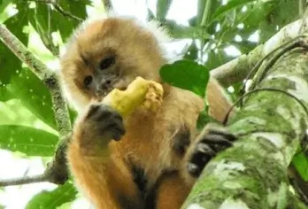 Tambopata 2D1N Dschungeltour