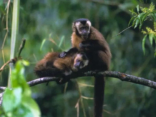 3D2N Manu Amazonas Regenwald Tour von Cusco
