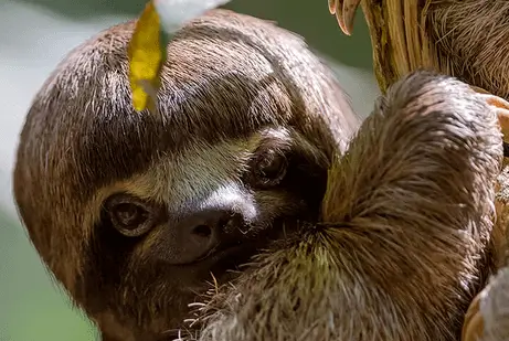 Amazon Life 4D3N Tambopata Dschungeltour