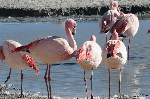 4D3N ATACAMA, 우유니 소금 평원, 아타카마