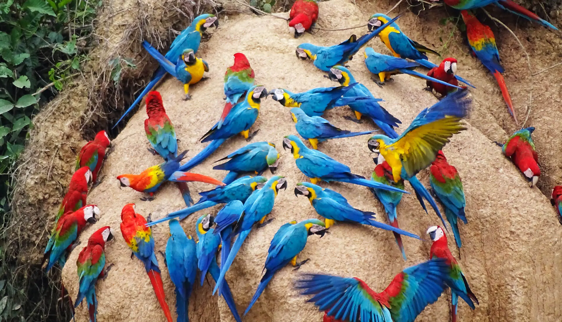 4D3N Amazonas-Regenwald-Ara-Tour vom Flughafen Puerto Maldonado