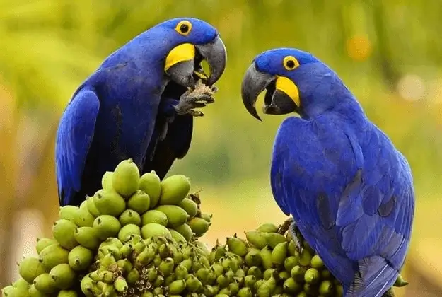 Macaw Tours 5D4N Tambopata Abenteuer