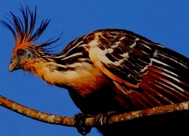 Tambopata Camping-Expeditionstour 5T4N