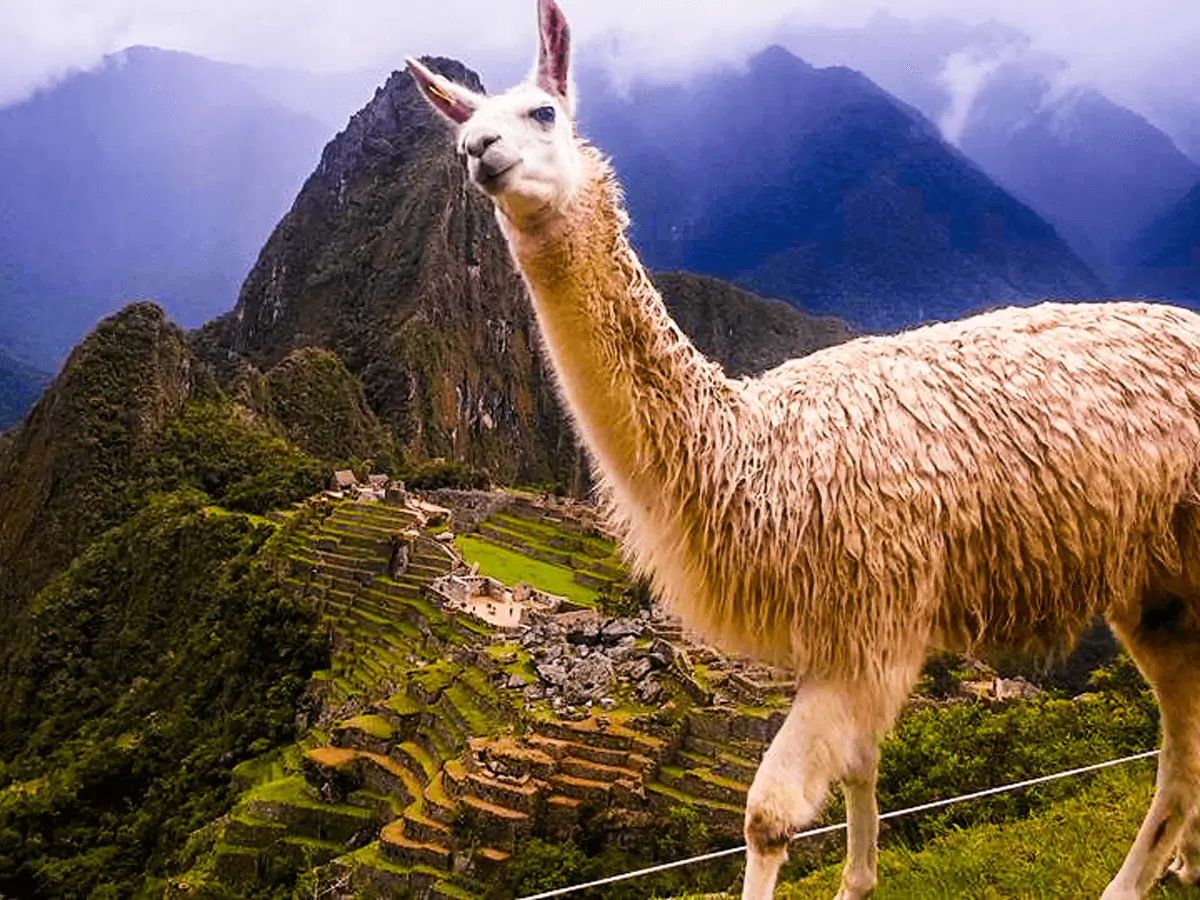 Llama at Machu Picchu
