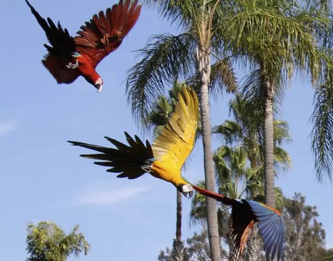 4D3N Manu Amazonas Regenwald Tour von Cusco