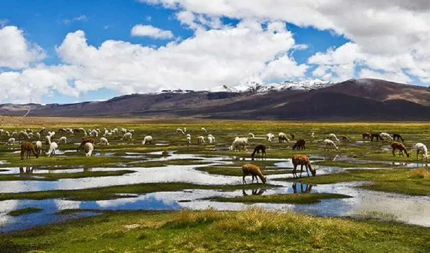 Tour von Puno nach Cusco mit dem Bus + peruanische Küche
