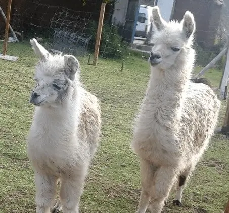 Tour del Santuario della fauna selvatica con Condor Flying